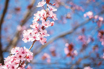 Beautiful spring branch of blossom pink flowers on blue sky
