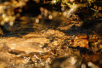 Spring stream with a sandy bottom with sun reflections and old leaves