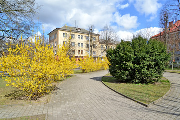 The yew berry and alley of flowering bushes forsaytiya European in the city square. Kaliningrad
