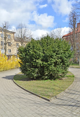 The yew berry in the city square by spring day. Kaliningrad