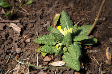 Close up of a yellow cowslip flowers and leaves growing in early spring. Primula veris (cowslip, common cowslip, cowslip primrose, Primula officinalis Hill.