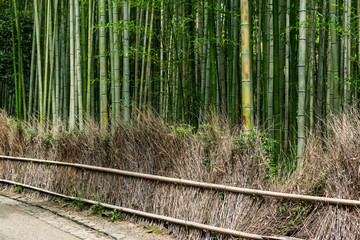 Sidewalk in Arashiyama Bamboo Forest Kyoto.
