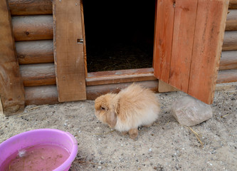 Angora dwarf vistula rabbit in volver