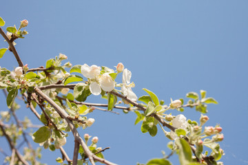 .Blooming apple tree in spring time.