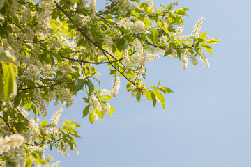 The buds that bloom on the tree Prunus padus, known as bird cherry, hackberry, hagberry, or Mayday tree. The first flowers on the trees in spring. Honey and herbs