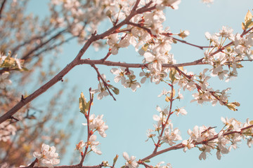.Blooming apple tree in spring time.