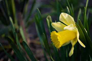 Obraz premium Yellow daffodils closeup on blurred background