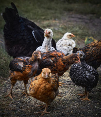 Hens on a dark background.