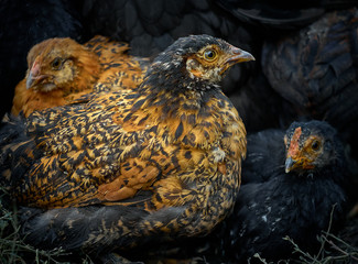 Hens on a dark background.