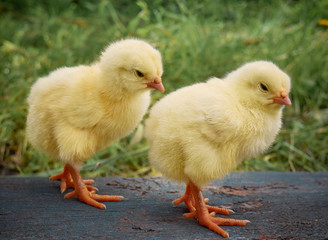 Little yellow cute baby chicks.
