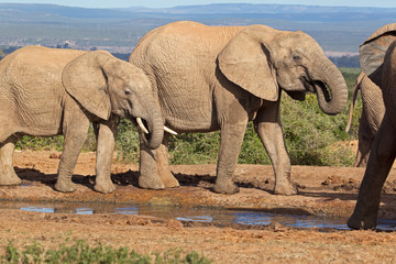 Obraz premium Three elephants drinking at waterhole
