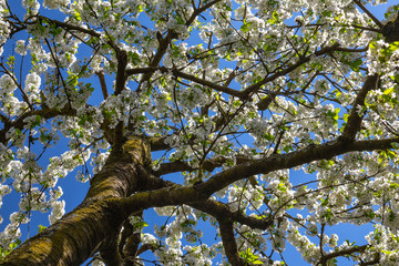 Cherry blossom in April