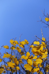 Branches of trees on a background of blue sky