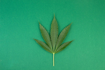 Green cannabis leaves on green background. Growing medical marijuana.