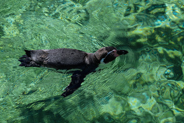 A group of penguins in the zoo. Humboldt Penguin (Spheniscus humboldti) swimming.