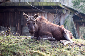 Moose or Elk (in german Elch or Elchkuh) Alces alces