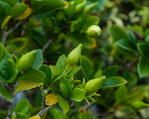 Gardenia buds ready to bloom