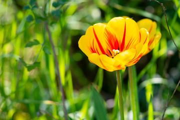 colorful poppy in the foreground, flower macro