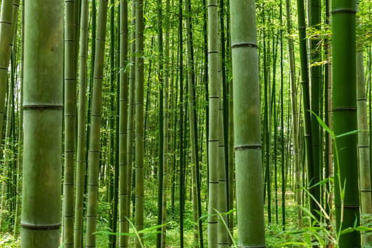 Bamboo forest pattern. Arashiyama Bamboo Forest Kyoto.