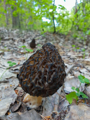 Morchella. Earlier summer in the forest on the island of Yagry in Severodvinsk. A mottled woodpecker on a tree trunk