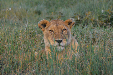 Fototapeta na wymiar Lion in the grass