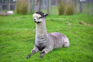 Lama im Gras © Peter