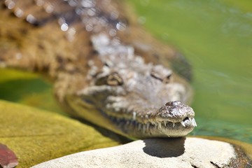 Portrait Krokodil