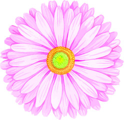 Pink watercolor gerbera.