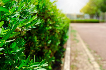 green bushes along the pedestrian road