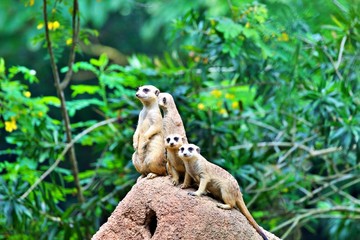 Erdmännchen auf Hügel