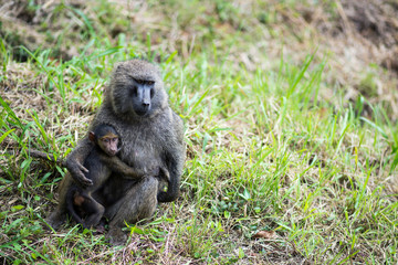 baboon sitting on the ground with baby