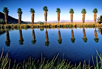8 Palms all in a row and their reflection in pond, Zyzzx,  Mojave Desert, California