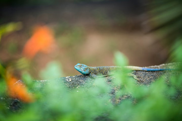 Colorful blue lizard