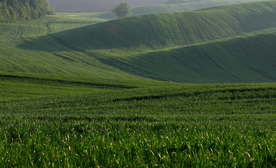 Crops of wheat in the fields in spring. Green wheat in the hills. Morning in the field.