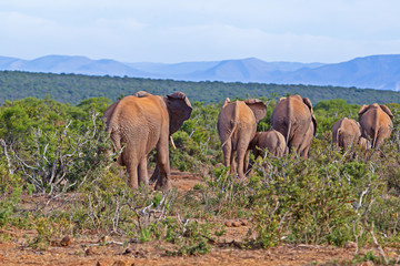Obraz premium Herd of elephants leaving waterhole in Addo