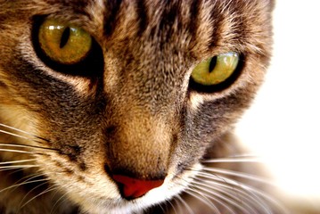 Cat Eyes 