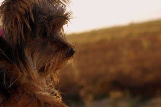 Yorkie Profile