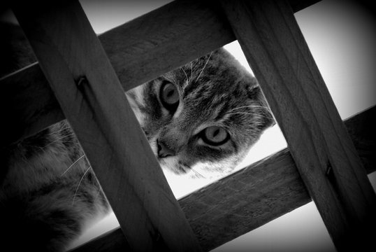 B&W Peeping Cat