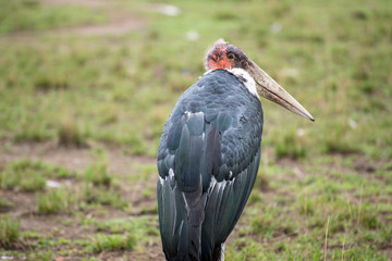 Stork on grass