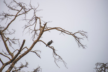 bird in branches against blue sky