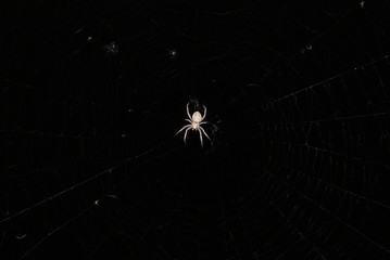 White Spider