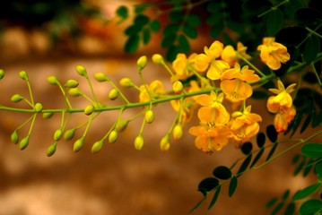 Obraz premium Yellow Blooms