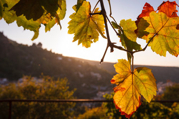 hojas de parra al atardecer en el campo
