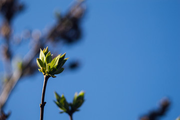 First green leaves on branch of tree