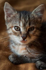 Beautiful tricolor kitten with blue eyes is sweetly laying on the gold bedcover and looking forward. Pet in the home