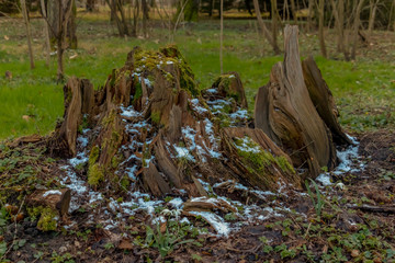 early spring in the spring forest