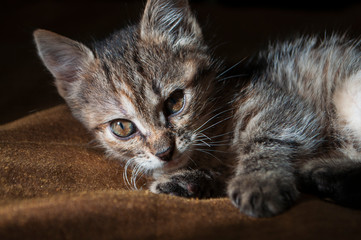 Beautiful tricolor kitten with blue eyes is sweetly laying on the gold bedcover and looking forward. Pet in the home