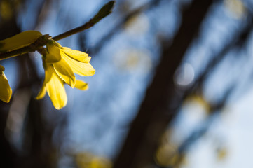 First yellow flowers of Forsythia closeup