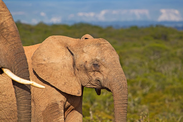 Close-up of juvenile elephant with eyes shut