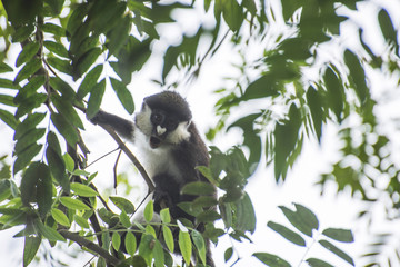 Monkey looking surprised